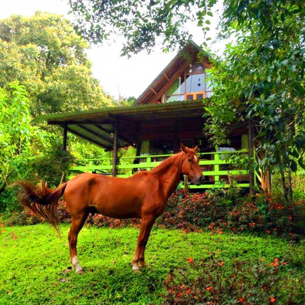 Mindo Eco Chalet Con Rio Y Cascada Villa Exterior photo